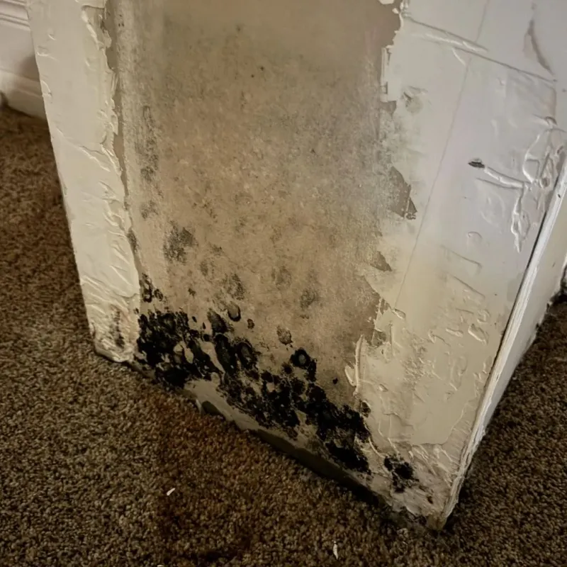 Professional Mold Removal in Quebrada, PR
